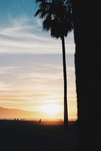 palm tree silhouette of palm tree plant